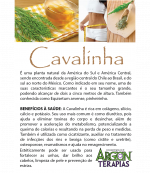 gallery/cavalinha